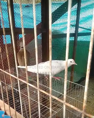 বিদেশি ঘুঘু