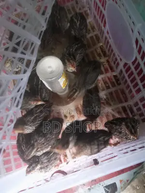 কোয়েল পাখির বাচ্চা ১০ দিন বয়সী ফিক্সড প্রাইস