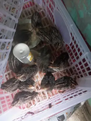10-Day-Old Quail Chicks - Fixed Price
