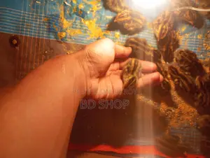 10-Day-Old Quail Chicks - Fixed Price