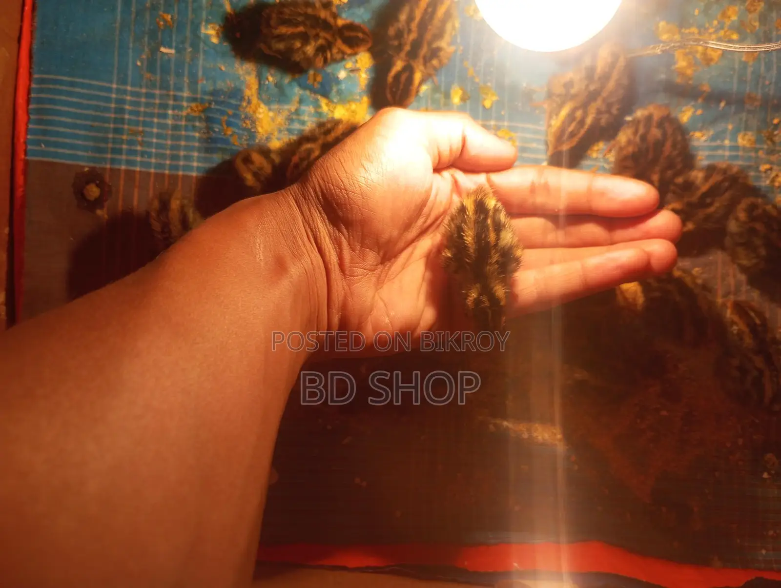 10-Day-Old Quail Chicks - Fixed Price