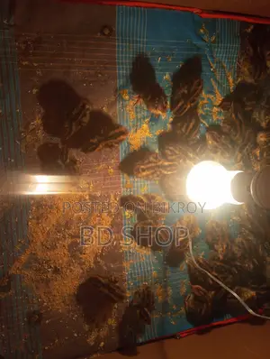 10-Day-Old Quail Chicks - Fixed Price