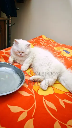 পারসিয়ান ফিমেল
