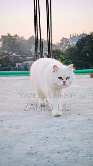 পারসিয়ান ফিমেল