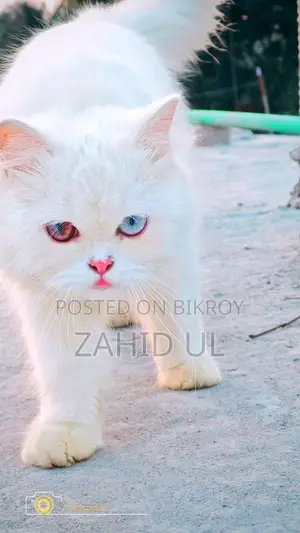 পারসিয়ান ফিমেল