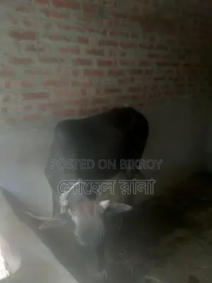Home-raised Cow