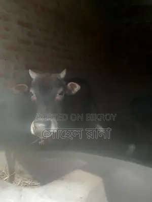 নিজের পালিত গরু