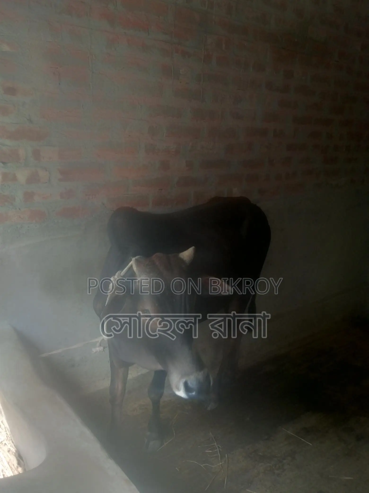 নিজের পালিত গরু