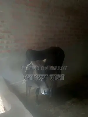 নিজের পালিত গরু