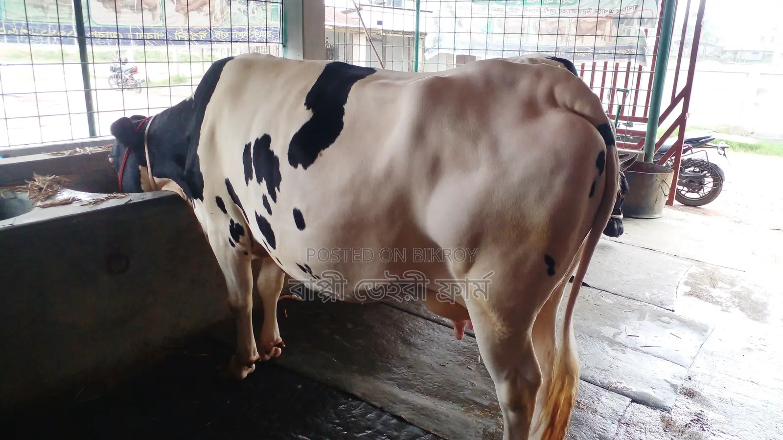 ১০৫১নং গাভী উন্নত জাতের ।
