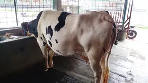 High-Yield Cow #1051