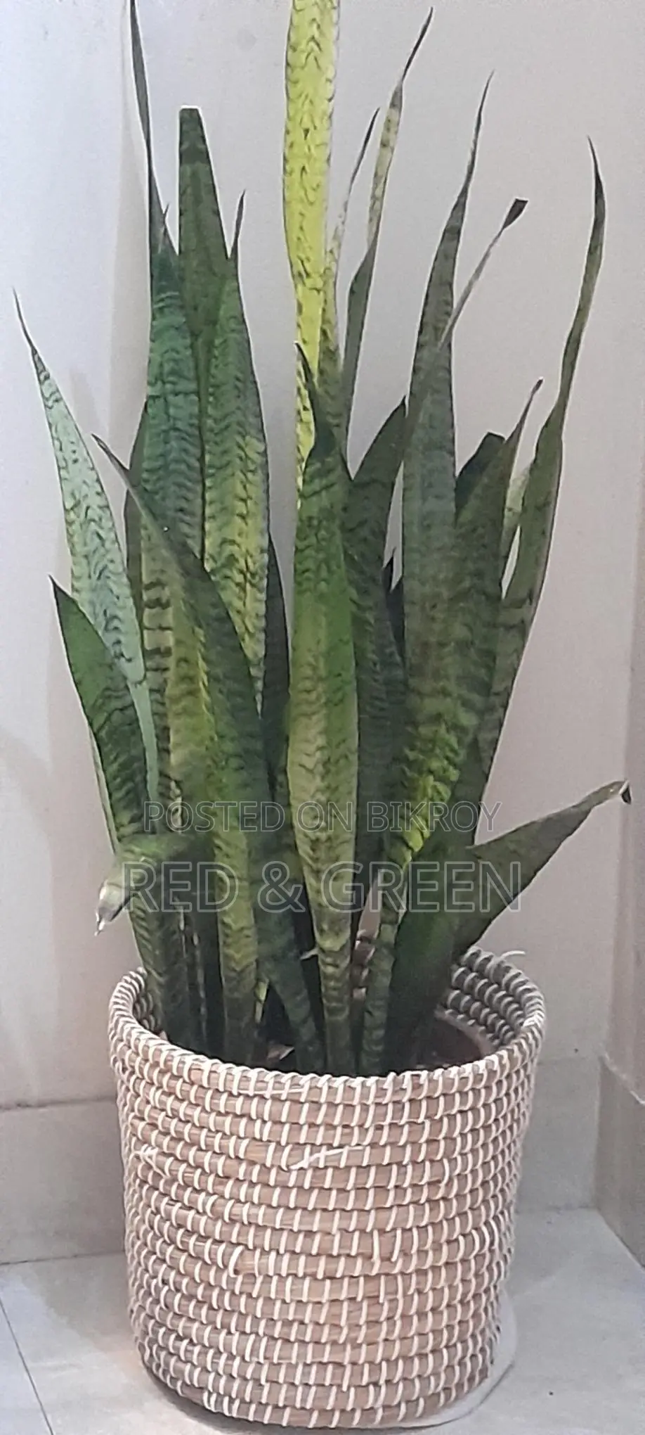 Indoor plants