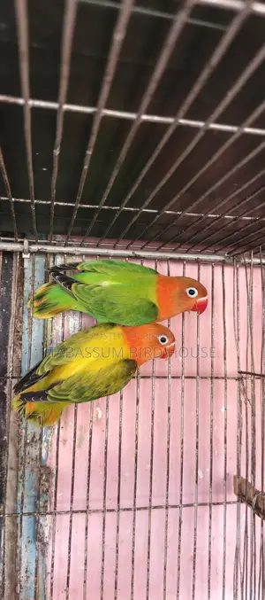 লাভ বার্ড