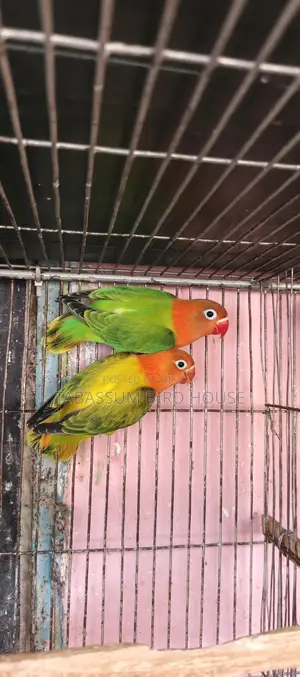 লাভ বার্ড