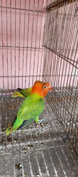 লাভ বার্ড