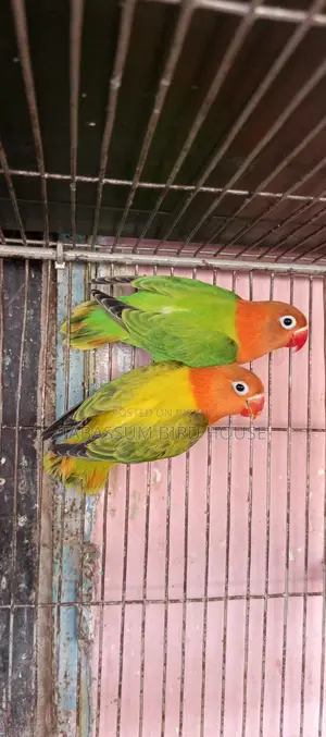 লাভ বার্ড