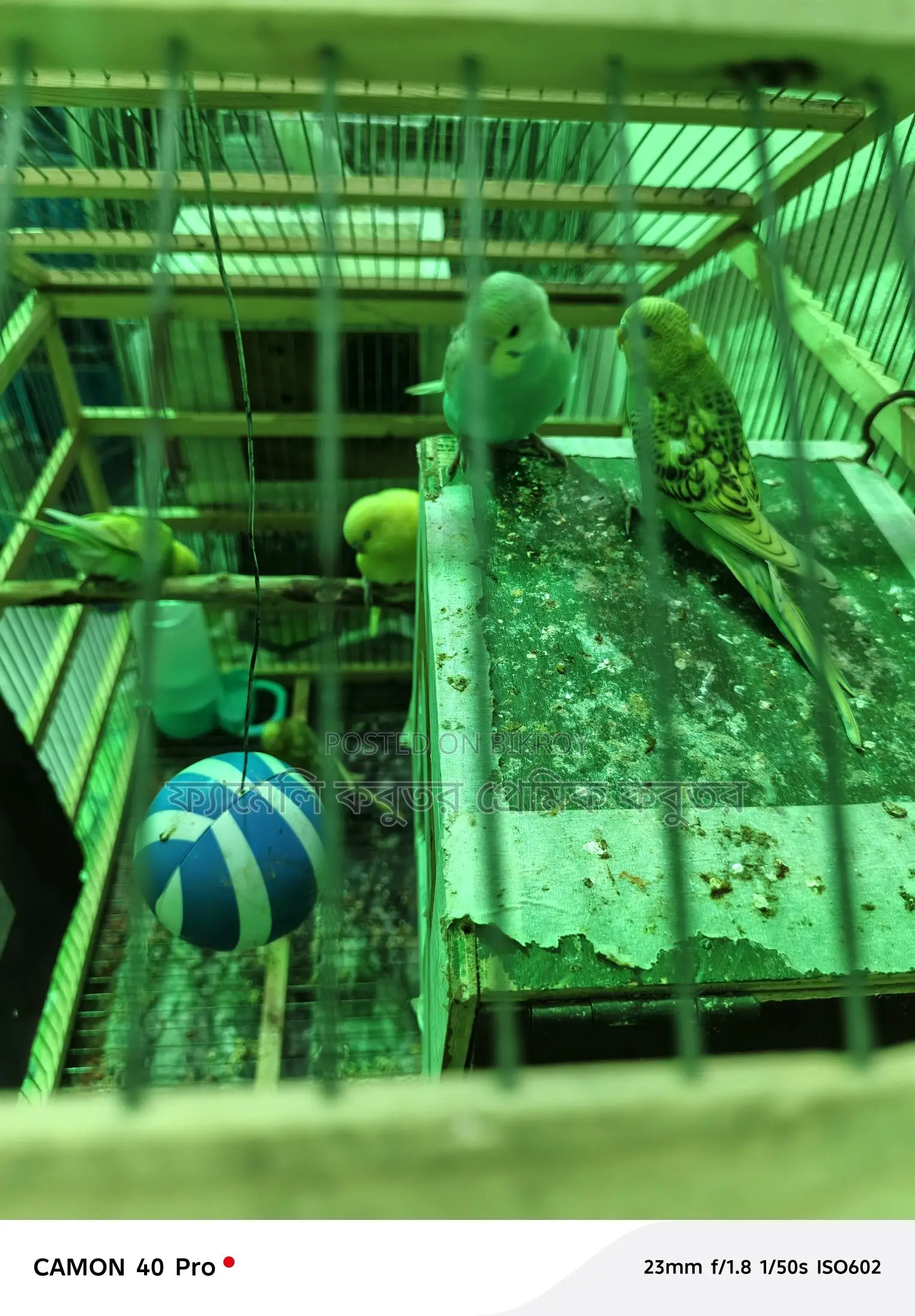 The cage is 5 feet 7 inches long