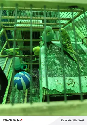 The cage is 5 feet 7 inches long