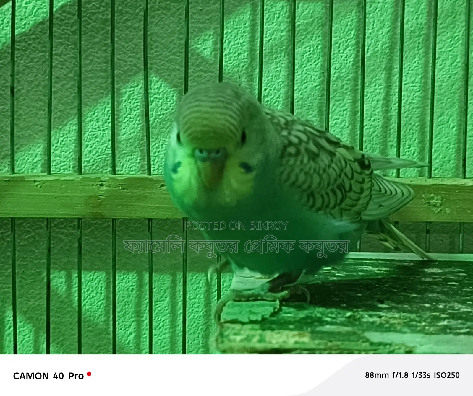 The cage is 5 feet 7 inches long