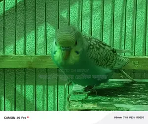 The cage is 5 feet 7 inches long