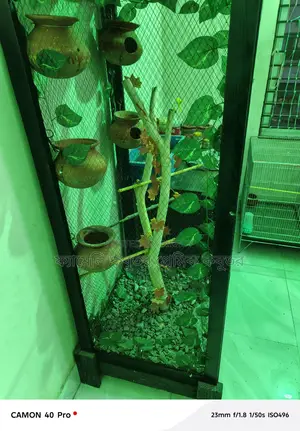 The cage is 5 feet 7 inches long