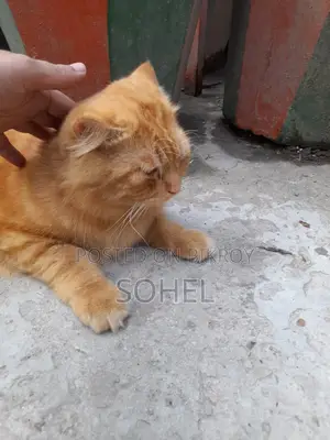 পার্সিয়ান ক্যাট
