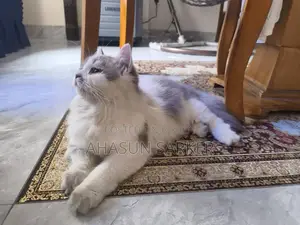 Cat for sale
