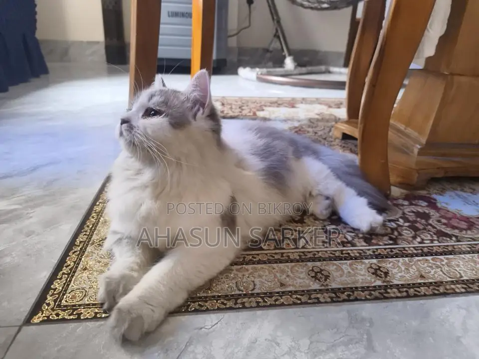 Cat for sale