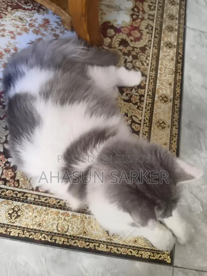 Cat for sale