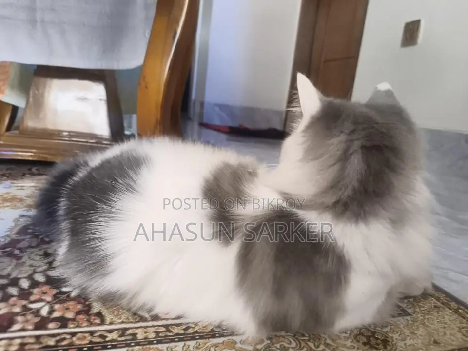 Cat for sale
