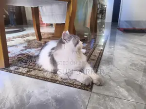 Cat for sale