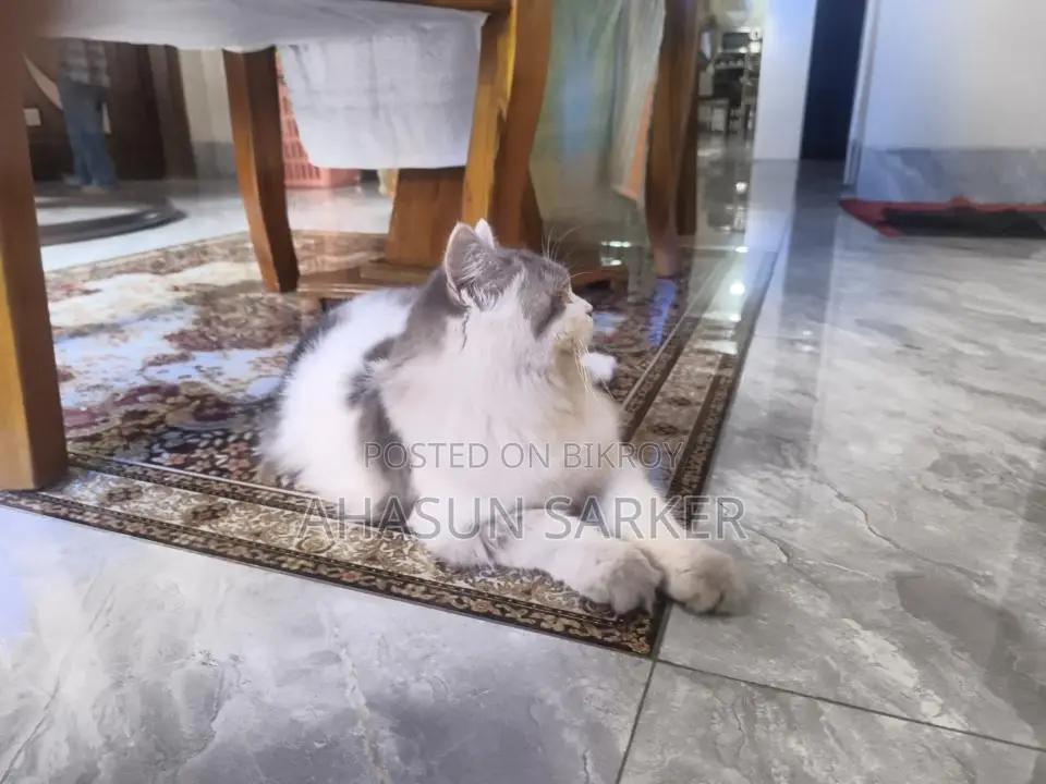 Cat for sale