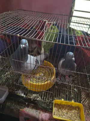 Racer Pigeon