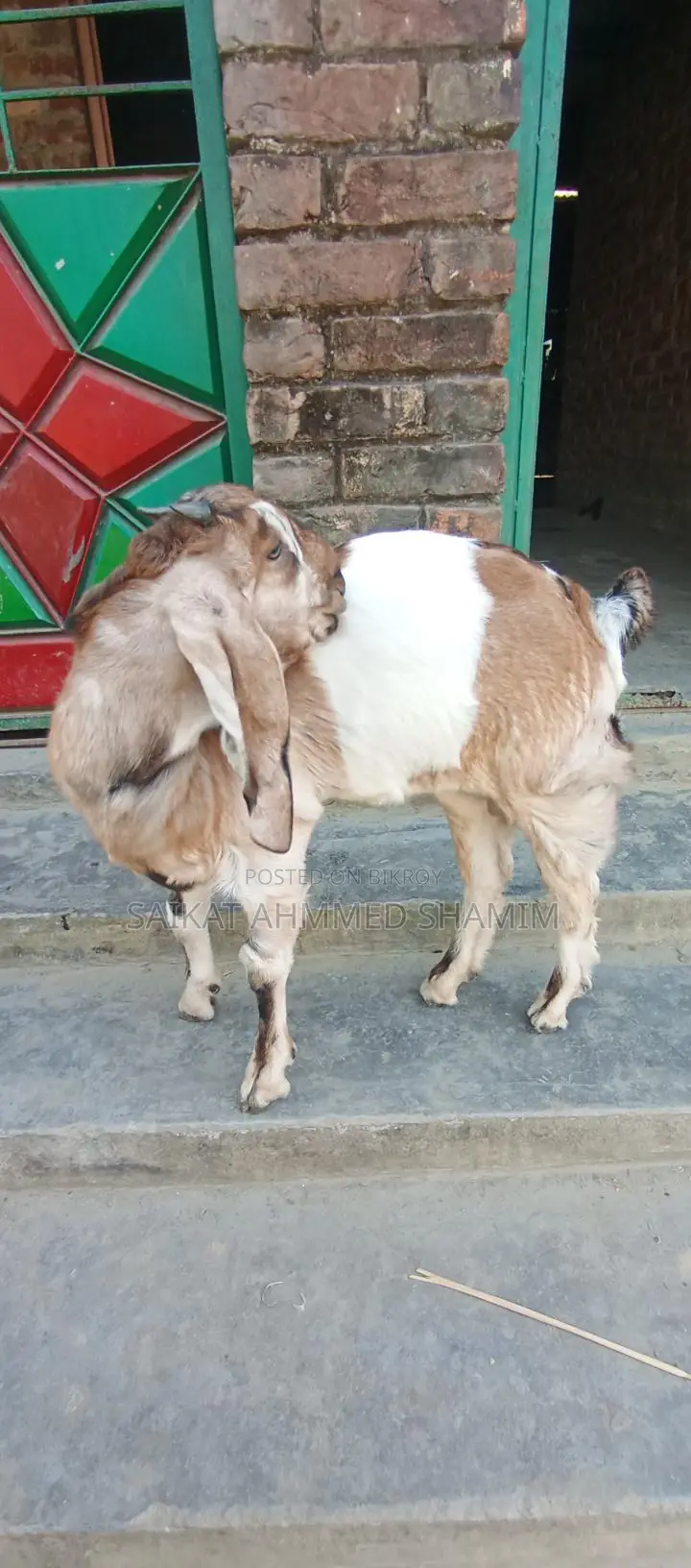 100% Totapuri Goat for Sale.