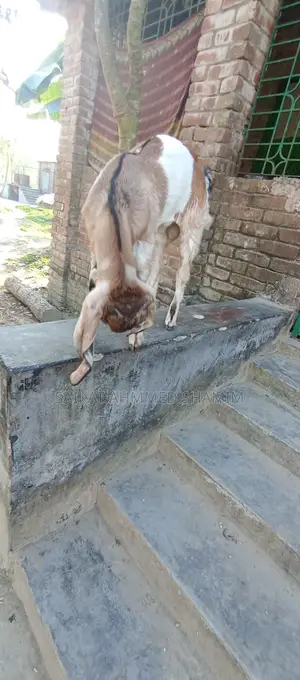 100% Totapuri Goat for Sale.