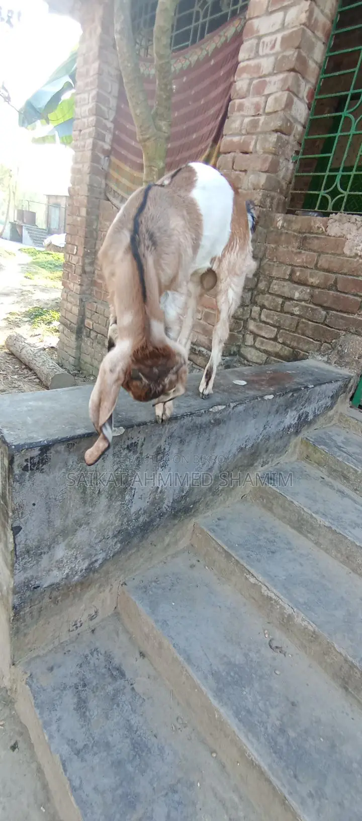100% Totapuri Goat for Sale.