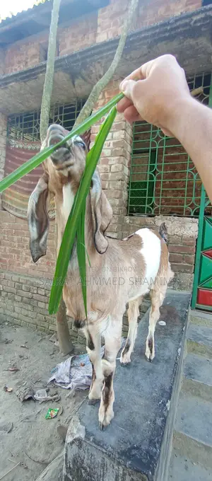 100% Totapuri Goat for Sale.