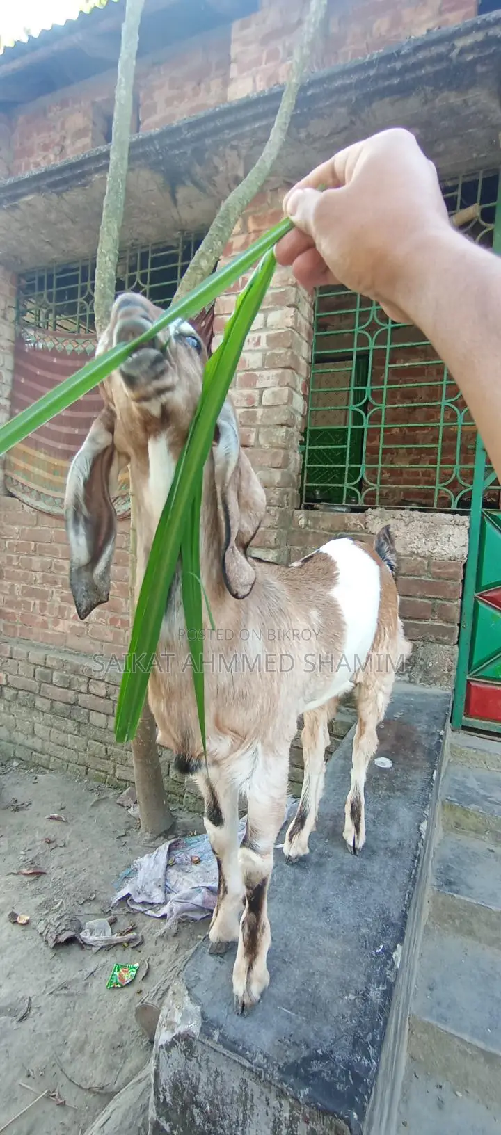 100% Totapuri Goat for Sale.