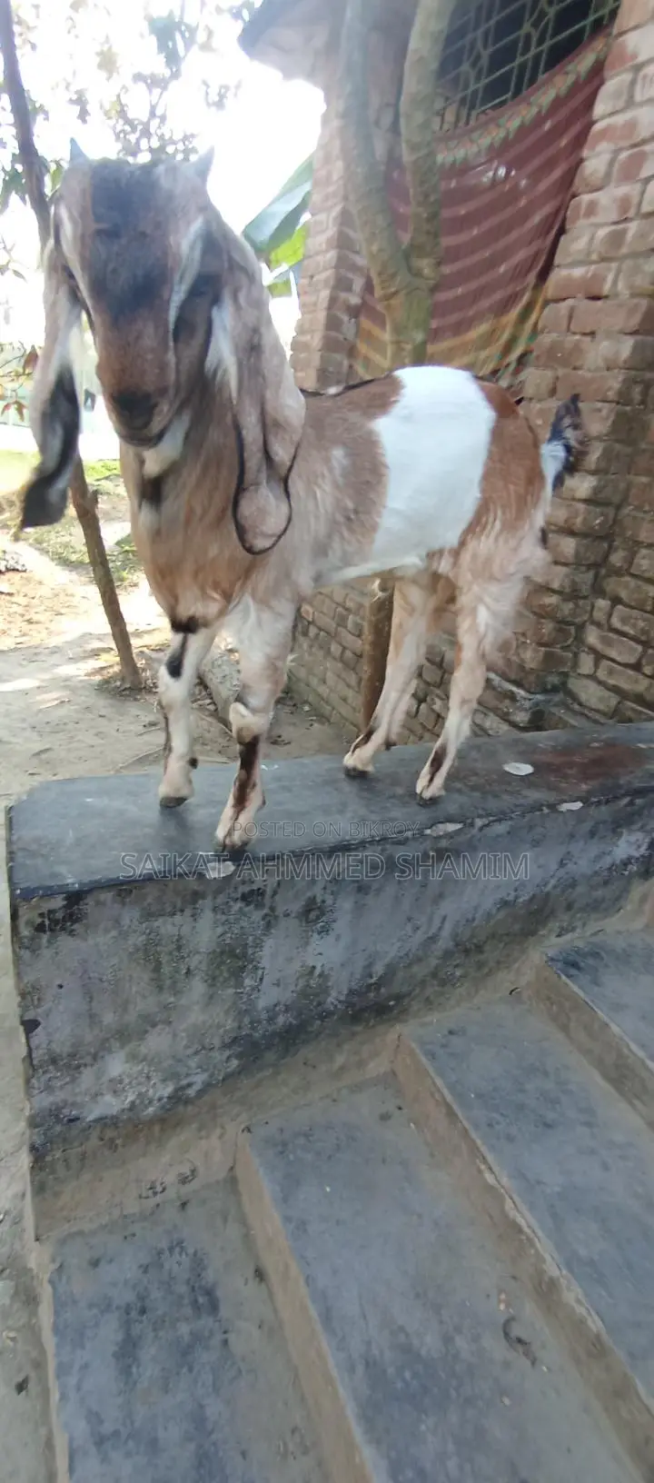 100% Totapuri Goat for Sale.