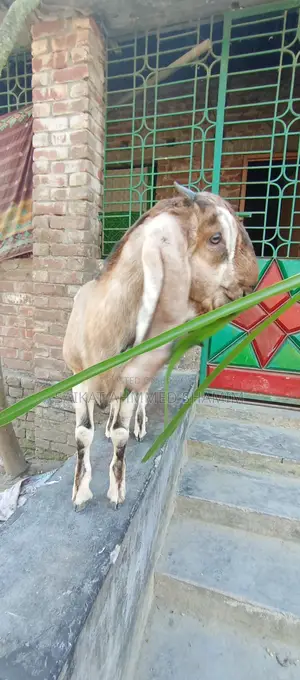 100% Totapuri Goat for Sale.