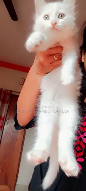 Persian Cat with Long Tail