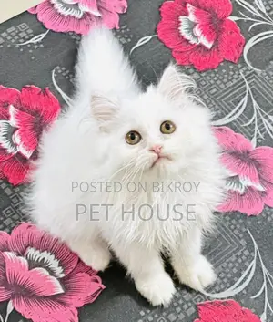 1-3 months Female Purebred Persian