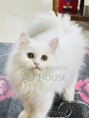 1-3 months Female Purebred Persian