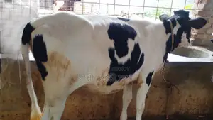 ৯৭২ নং উন্নত জাতের বকনা বাছুর বিক্রয় হবে ।