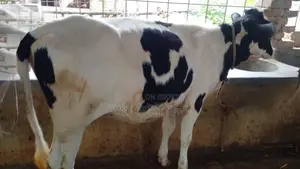 ৯৭২ নং উন্নত জাতের বকনা বাছুর বিক্রয় হবে ।