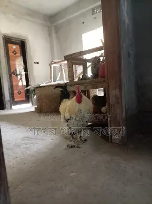ব্রাহমা মোরগ বিক্রয় করা হবে