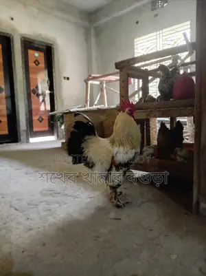 ব্রাহমা মোরগ বিক্রয় করা হবে