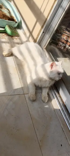 Cat for Sale