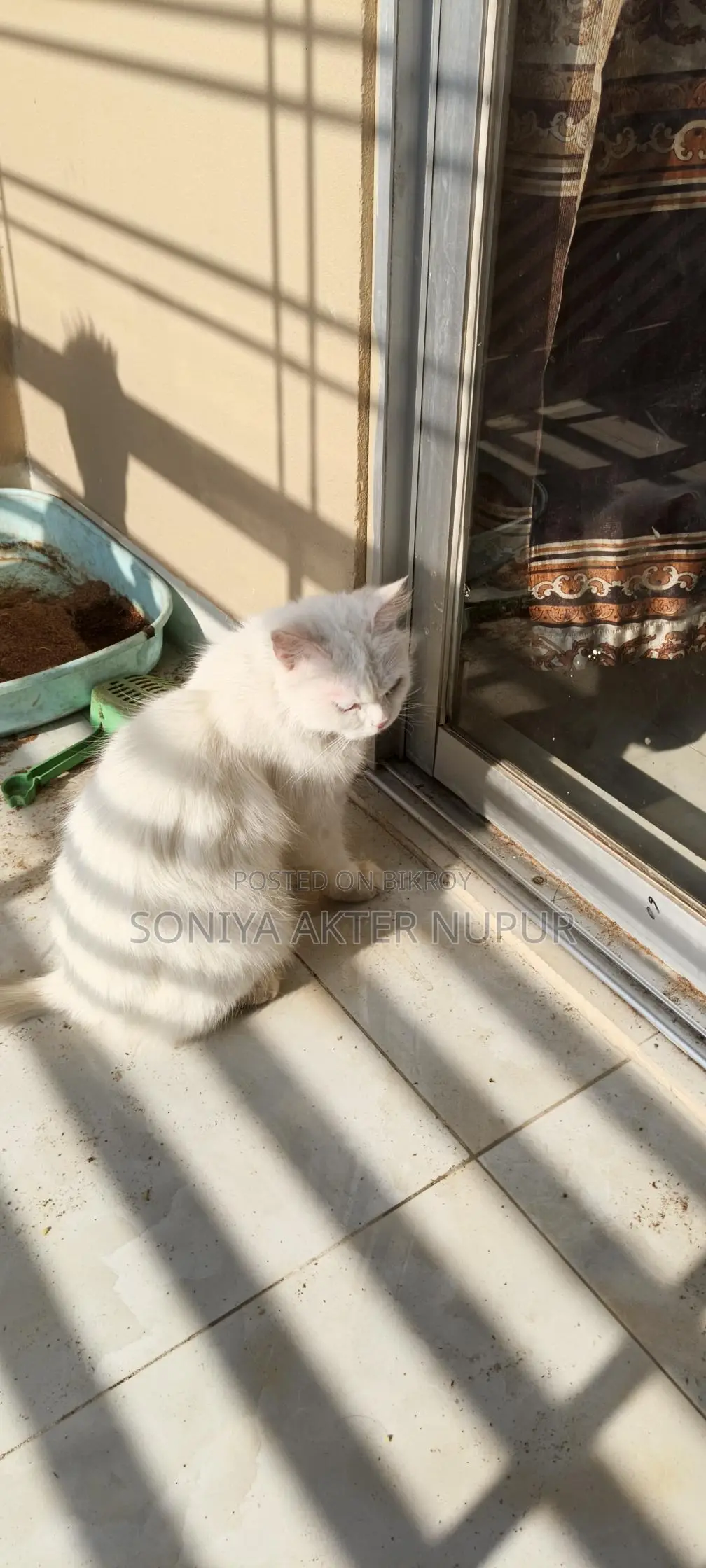 Cat for Sale