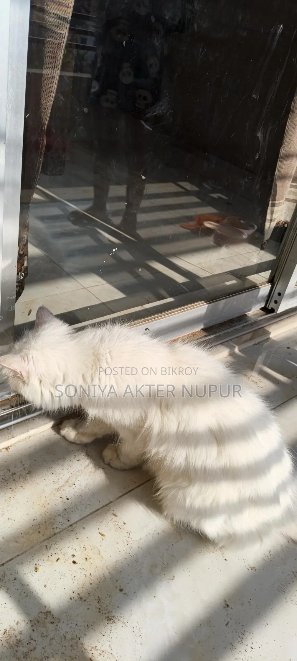 Cat for Sale